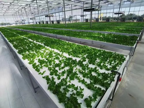 農(nóng)業(yè)區(qū)的科技創(chuàng)新之路 農(nóng)業(yè)科學(xué)研究與試驗發(fā)展